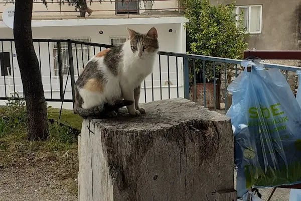 Murtiçi - Resim 11