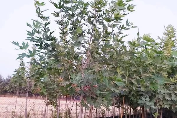 Hasbahçe Fidancılık Peyjaz İnş. Tar. Gıda San. Tic. Ltd. Şti. - Resim 19