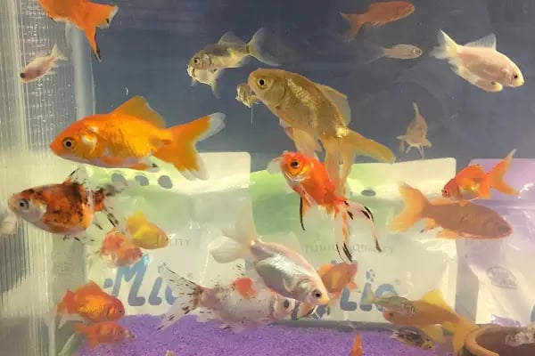 Pars Petshop - Resim 10