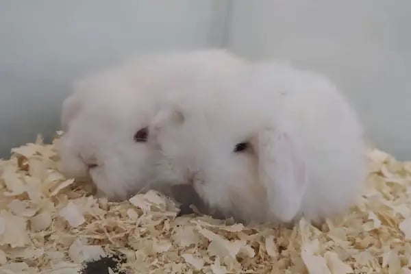 Pars Petshop - Resim 11
