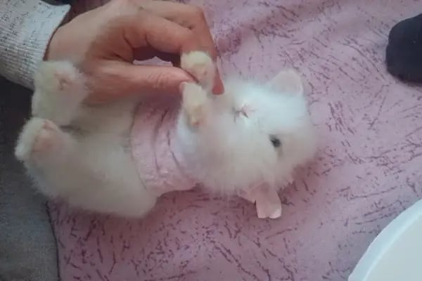 Pars Petshop - Resim 17