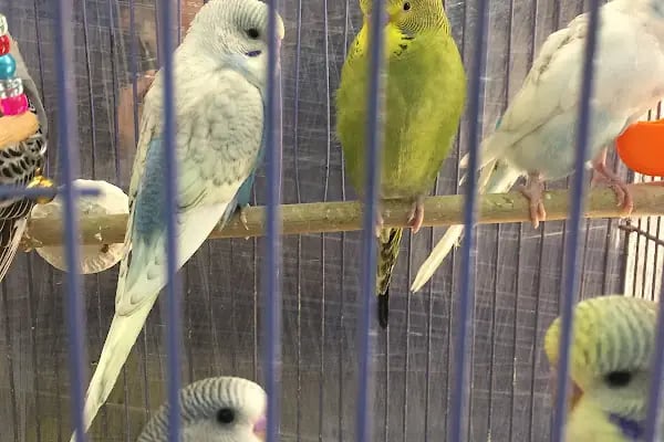 Pars Petshop - Resim 3