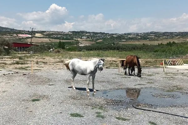 Kürk at binme merkezi Burak yüksel - Resim 3