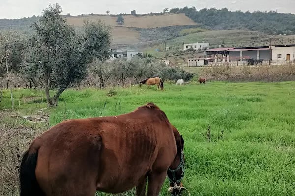 Kürk at binme merkezi Burak yüksel - Resim 4