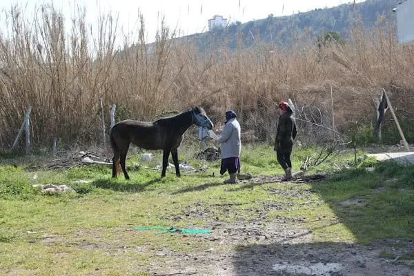 Kürk at binme merkezi Burak yüksel - Resim 9