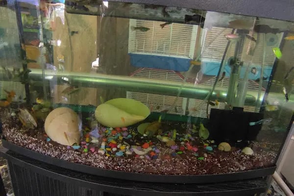 Çevik patiler petshop - Resim 3