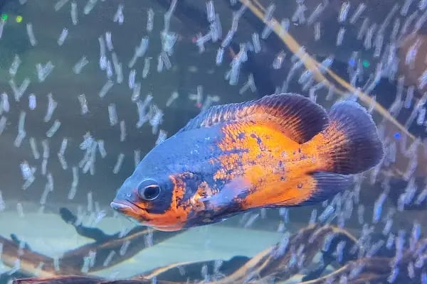 Çevik patiler petshop - Resim 20