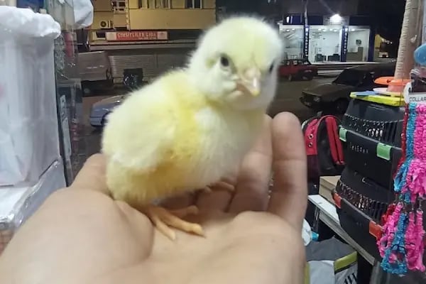 Çevik patiler petshop - Resim 2