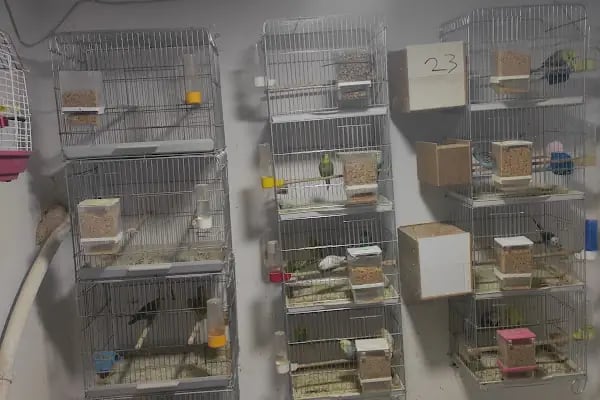 Çevik patiler petshop - Resim 8