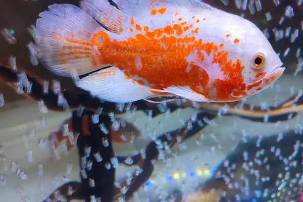 Çevik patiler petshop - Resim 17