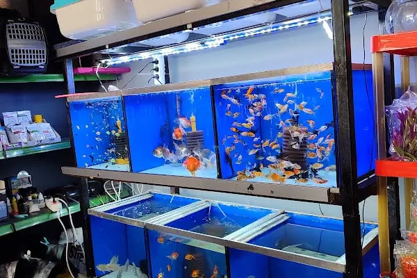 Çevik patiler petshop - Resim 16