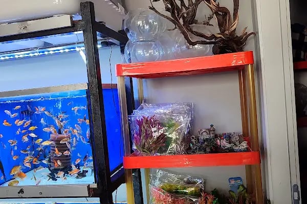 Çevik patiler petshop - Resim 10