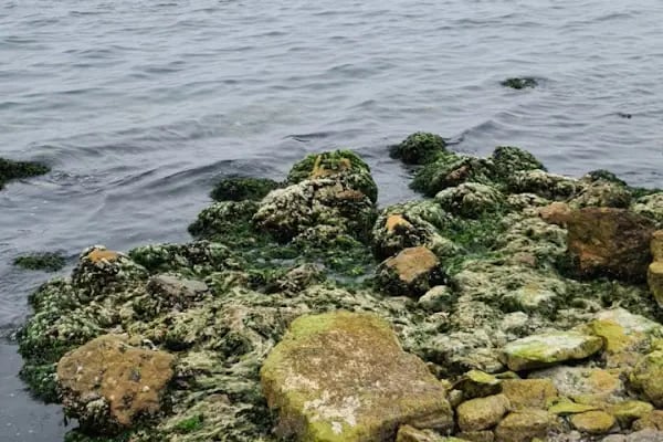 Bayramoğlu Beach - Resim 8
