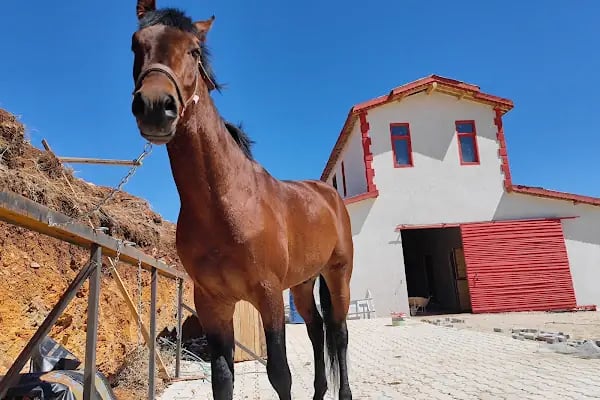 Cihangir binicilik aile tesisi - Resim 4