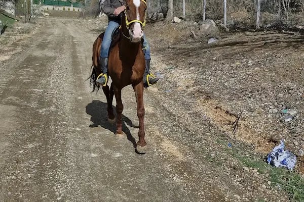 Cihangir binicilik aile tesisi - Resim 20