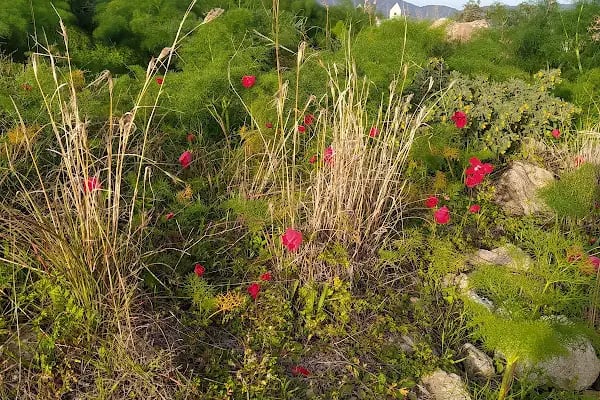 La Terraza Evleri - Resim 11