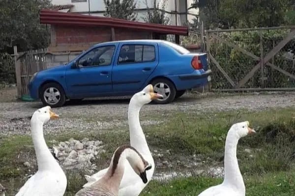 Akpınar Köyü Muhtarlığı - Resim 5