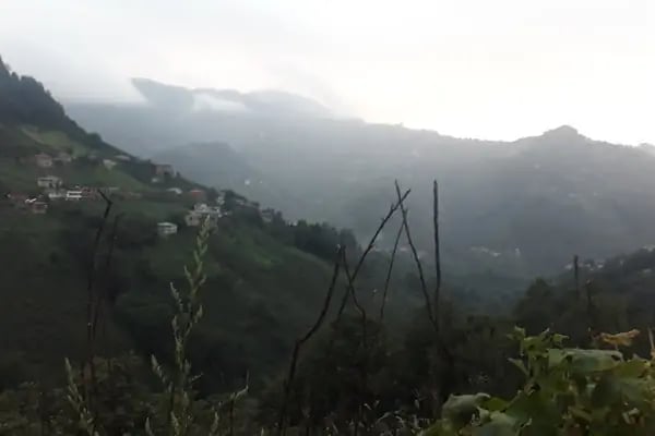 Ağaçlı - Resim 9