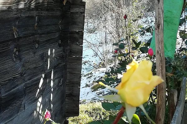 Ağaçlı - Resim 12