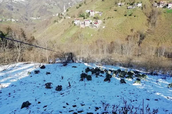 Ağaçlı - Resim 14