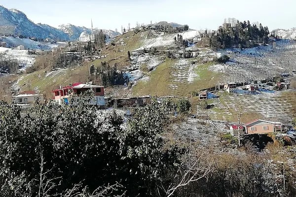 Ağaçlı - Resim 3
