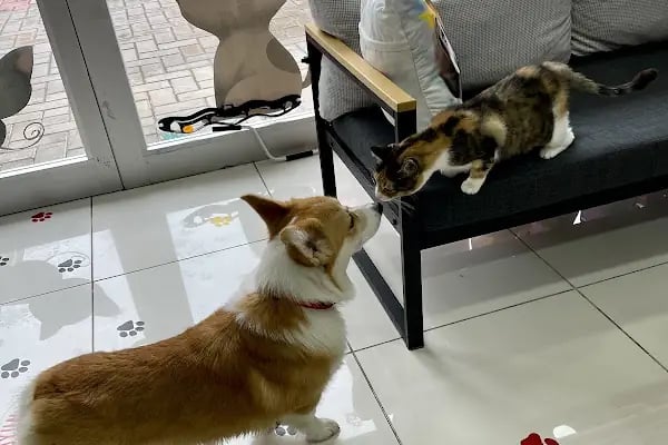 Penguen Veteriner Kliniği (Mahmutlar) - Resim 18