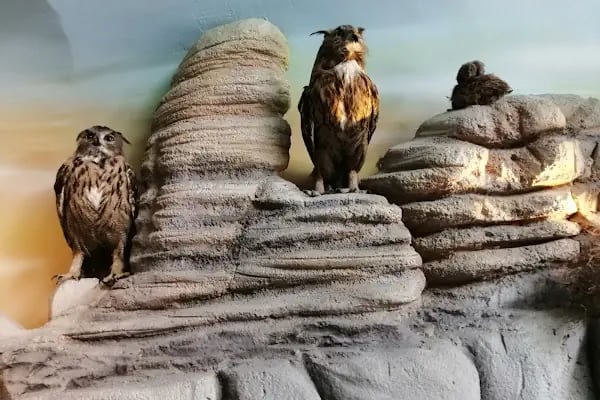 Doğa ve Yaşam Müzesi - Resim 18