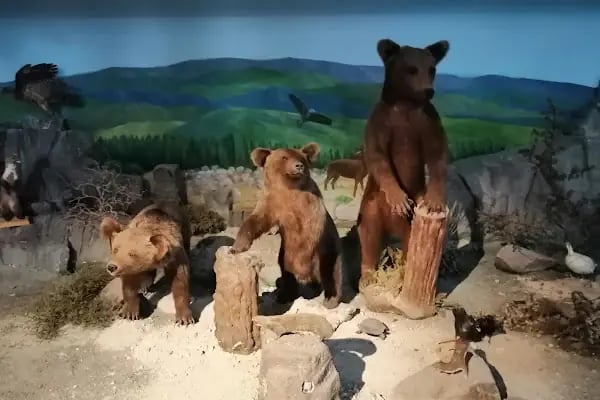 Doğa ve Yaşam Müzesi - Resim 3