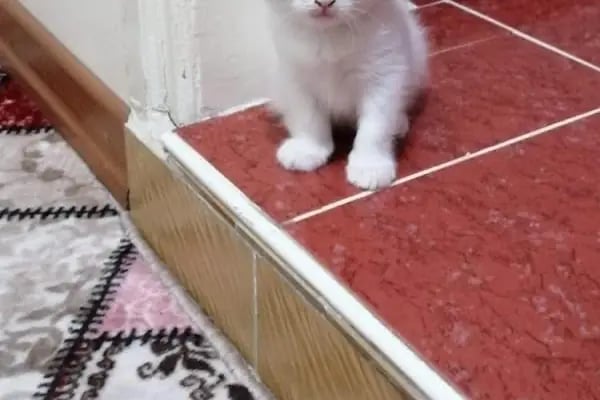 Kaan Pet Shop - Resim 3