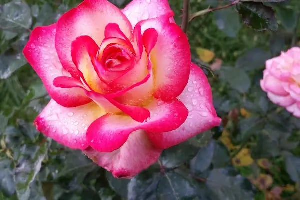 Serdivan Zaman Park - Resim 12
