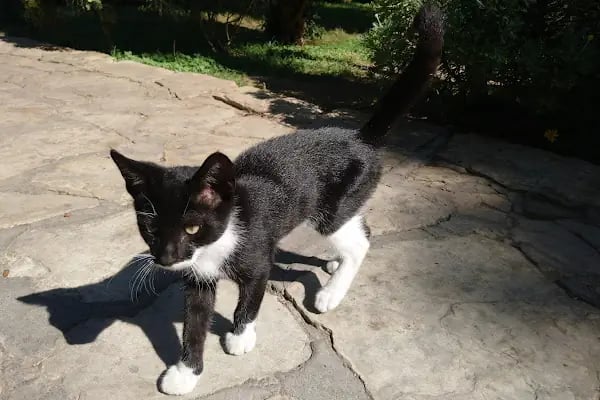 Alanya Belediyesi Kedi Parkı - Resim 7