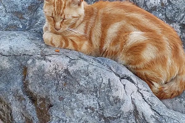 Alanya Belediyesi Kedi Parkı - Resim 4