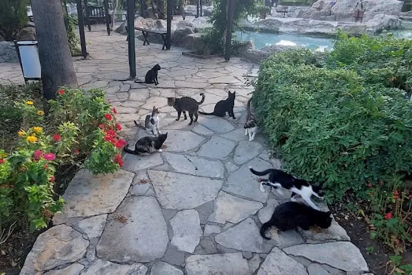 Alanya Belediyesi Kedi Parkı - Resim 13