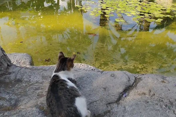 Alanya Belediyesi Kedi Parkı - Resim 9