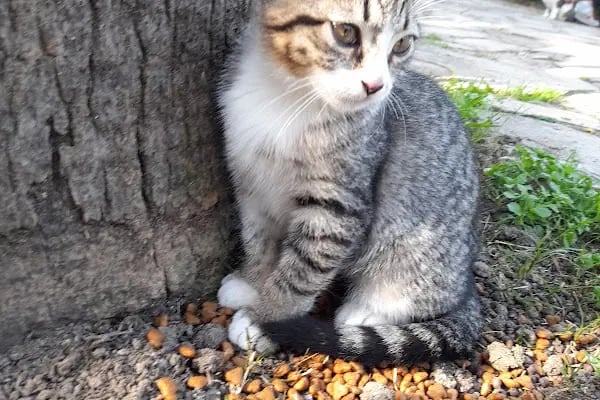Alanya Belediyesi Kedi Parkı - Resim 5