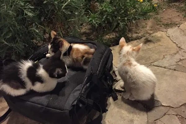 Alanya Belediyesi Kedi Parkı - Resim 20