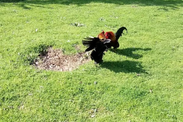 İBB-Balıkçı Adası Parkı - Resim 17