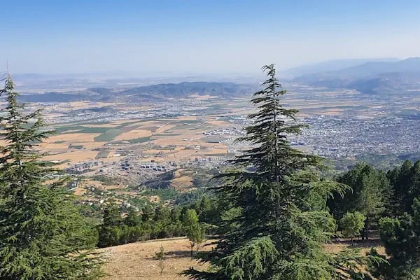 Yalnız Ardıç Bungalov Evleri Millet Bahçesi - Resim 5