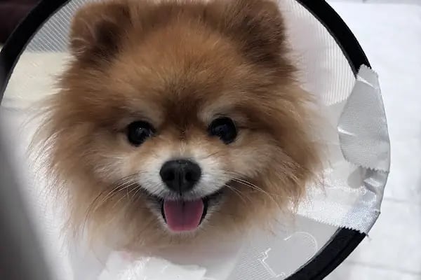 ŞirinVet Pet ve Kuş Veteriner Kliniği Bahçelievler - Resim 18