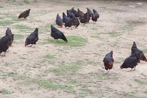 Fatih Çeşmesi Tabiat Parkı - Resim 13