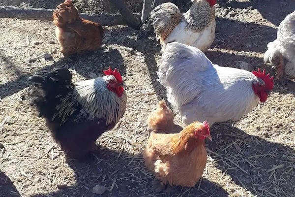 Dört yiğitler kaz ve hayvan çiftliği - Resim 5