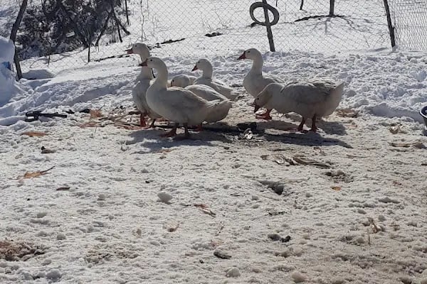 Dört yiğitler kaz ve hayvan çiftliği - Resim 4
