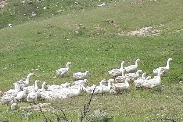 Dört yiğitler kaz ve hayvan çiftliği - Resim 3