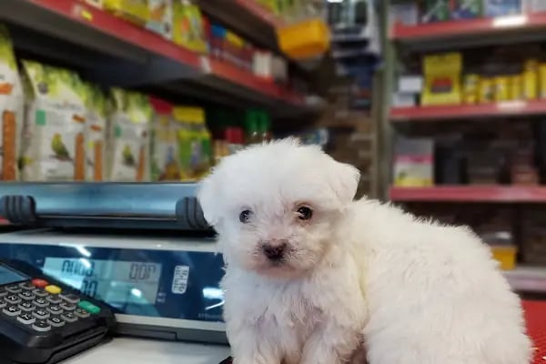 Yakamoz Pet Kuafor gaziantep pet shop - Resim 16