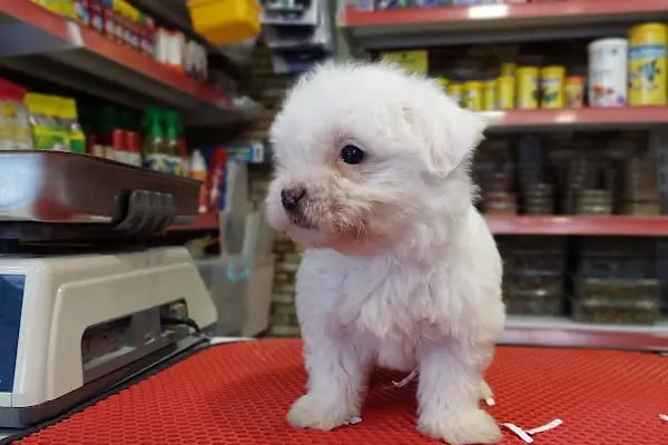 Yakamoz Pet Kuafor gaziantep pet shop - Resim 17