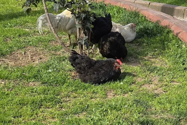 Gültepe Parkı - Resim 8