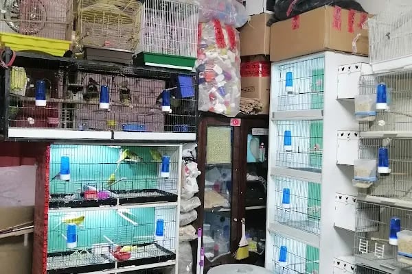 Bağcılar hobi Muhabbet kuşu üretim - Resim 15
