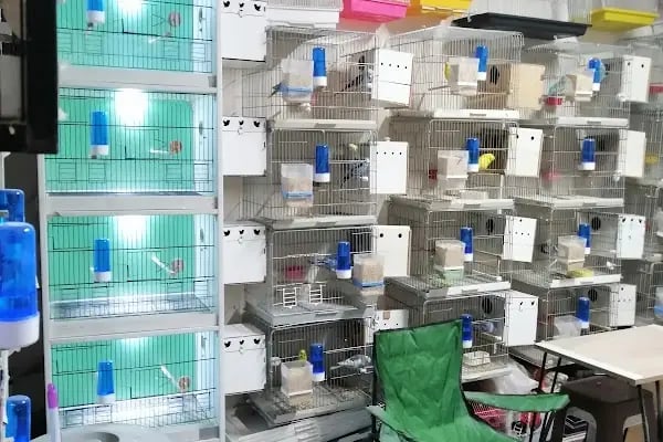 Bağcılar hobi Muhabbet kuşu üretim - Resim 12