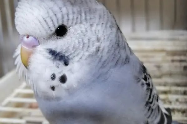 Bağcılar hobi Muhabbet kuşu üretim - Resim 8
