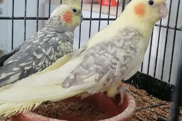 Bağcılar hobi Muhabbet kuşu üretim - Resim 16